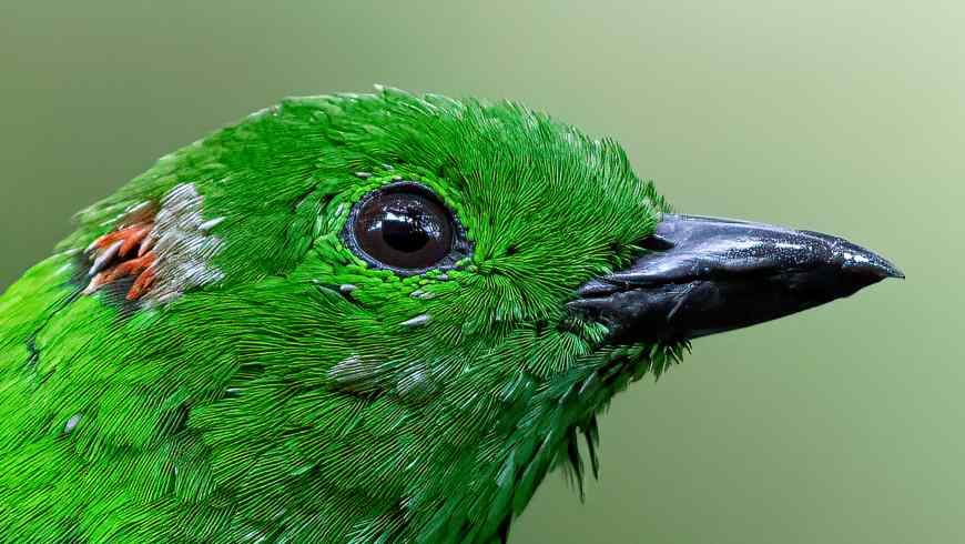 Vögel des Cauca-Tals, Ocampo Expeditions, Vögel beobachten, Cali, Colombia