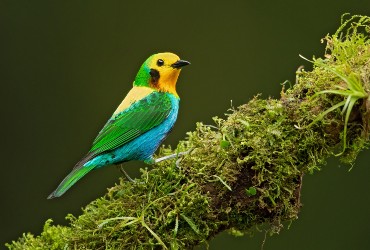 Birds of the Cauca Valley