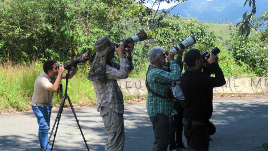 Aves del Valle del Cauca, Ocampo Expeditions, Avistamiento de Aves, Cali, Colombia