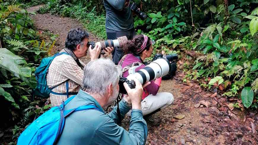 Vögel des Cauca-Tals, Ocampo Expeditions, Vögel beobachten, Cali, Colombia
