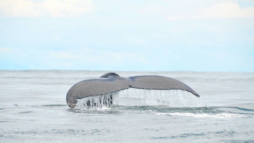 Majestätische Wale, Nichila Ecohotel, Walbeobachtung, Nuquí, Colombia