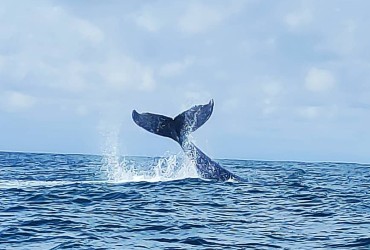 Whales to Explore, Mangata Lodge, Whale Watching, Nuquí, Colombia