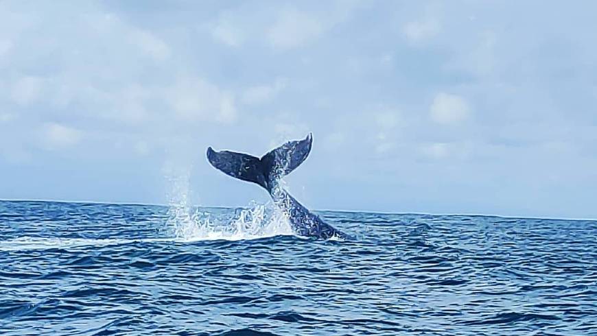 Wale und Abenteuer, Mangata Lodge, Walbeobachtung, Nuquí, Colombia