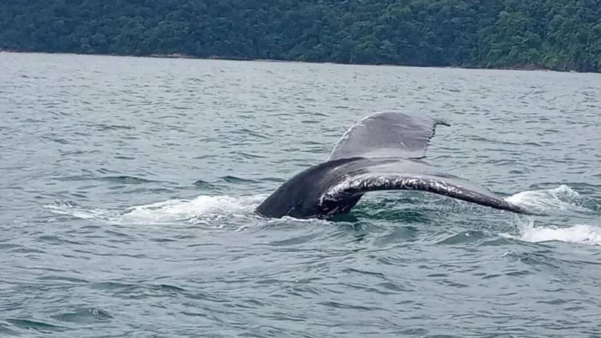 Majestätische Wale, Nichila Ecohotel, Walbeobachtung, Nuquí, Colombia