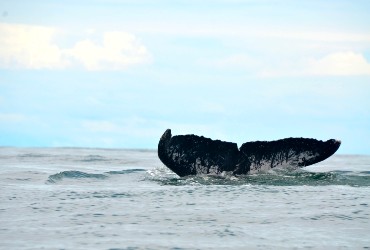 Ballenas a la Vista Hab. Palmera, Nuquí Mágico, Avistamiento de Ballenas, Nuquí, Colombia