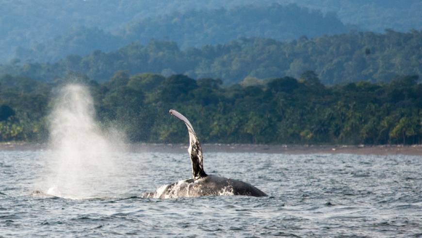 Wale im Palmenzimmer, Nuquí Mágico, Walbeobachtung, Nuquí, Colombia