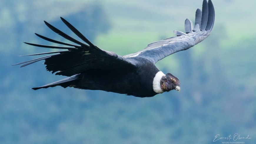 Following the flight of the Condor of the Andes, Nido del Condor Ecolodge, Bird Watching, Coffee Region, Colombia