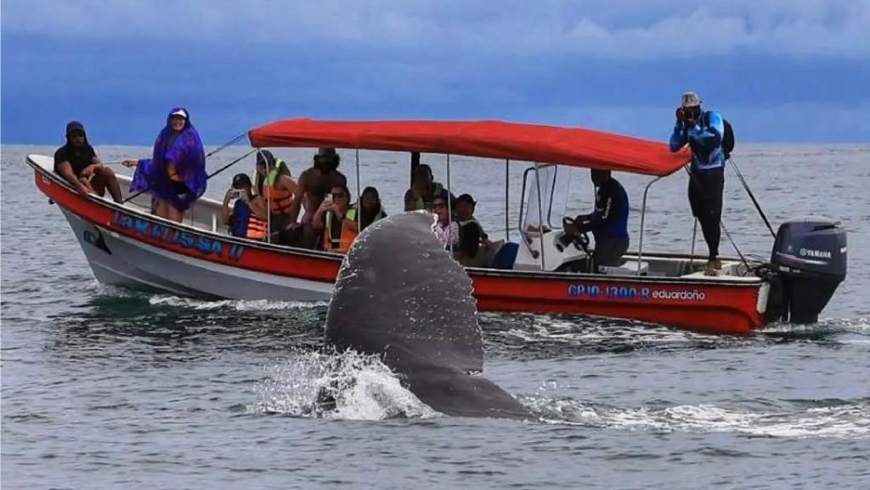 Wale mit Meraki, Meraki, Walbeobachtung, Nuquí, Colombia